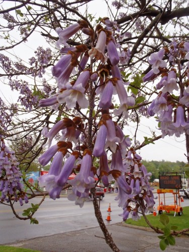 Paulonia "Paulownia...