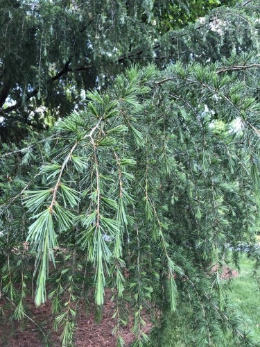 Cedro dell'Himalaya...