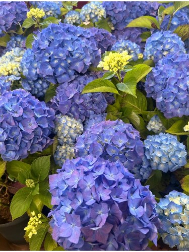 Ortensia blu "Hydrangea...