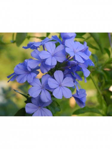 Plumbago capensis...