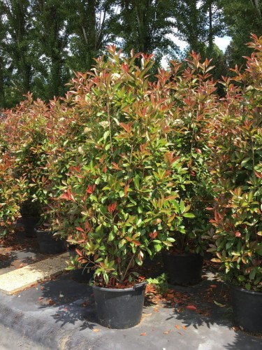 Fotinia "Photinia x fraseri...