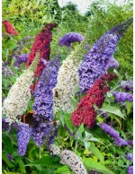 Buddleia davidii Tricolor...