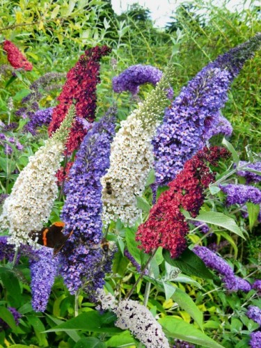 Buddleia davidii Tricolor...