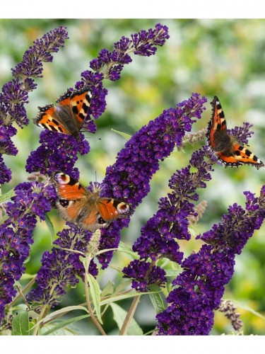 Buddleia davidii Black...