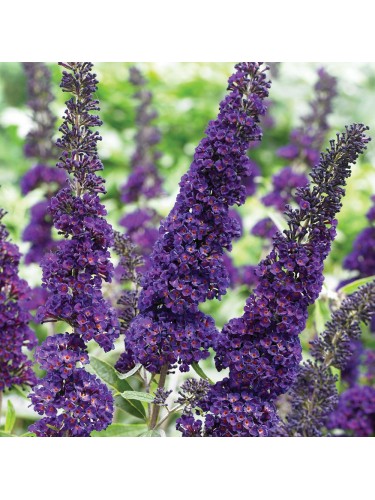 Buddleia davidii Black...