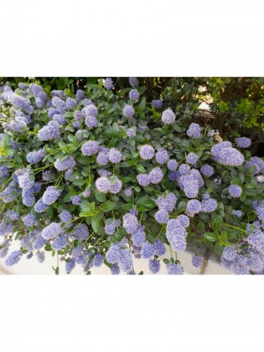 Ceanoto "Ceanothus...