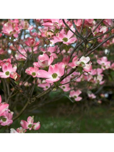 Corniolo da fiore rosa...