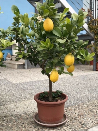 Pianta di Limone di 12 anni...