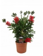 Callistemone "Callistemon...