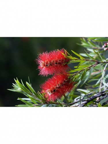 Callistemone "Callistemon...