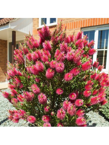 Callistemone "Callistemon...