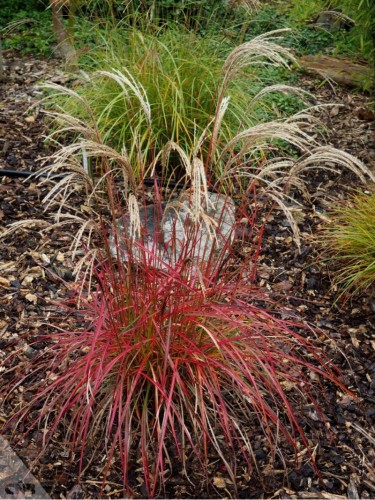 Miscanto "Miscanthus...