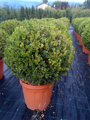 Bosso a palla "Buxus...