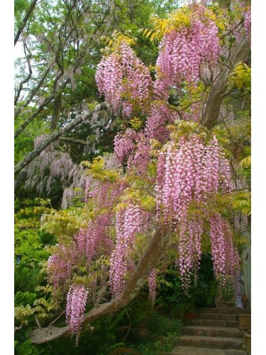 Glicine "Wisteria" pianta...