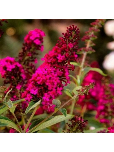 Buddleia davidii Royal Red...