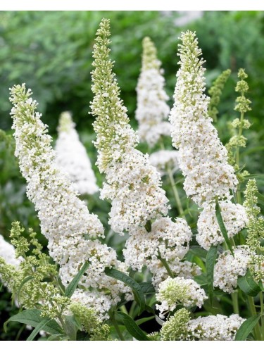 Buddleia davidii Candy...