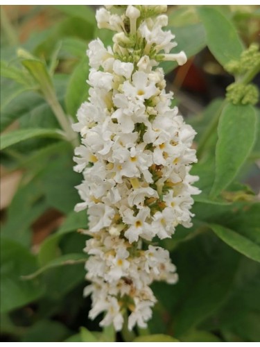 Buddleia davidii Candy...