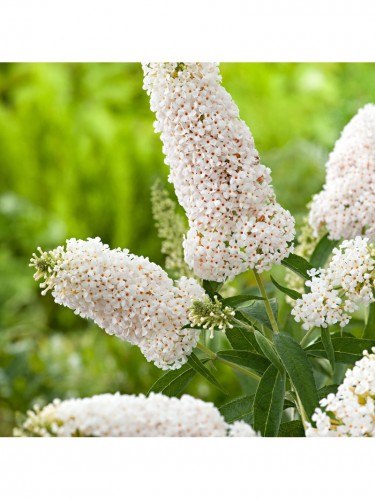 Buddleia davidii Candy...