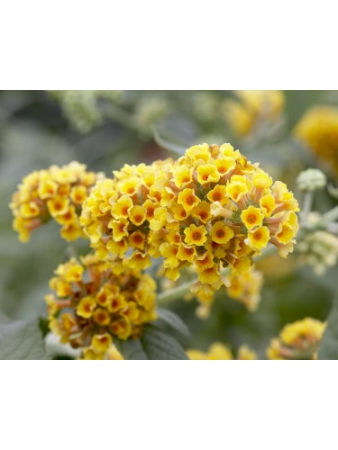 Buddleia weyeriana Sungold...