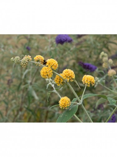 Buddleia weyeriana Sungold...