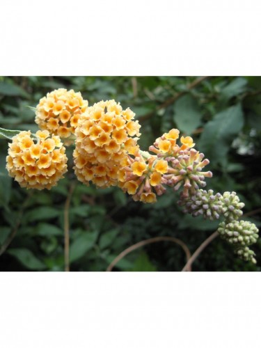 Buddleia weyeriana Sungold...