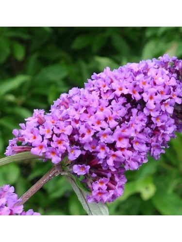 Buddleia davidii Border...