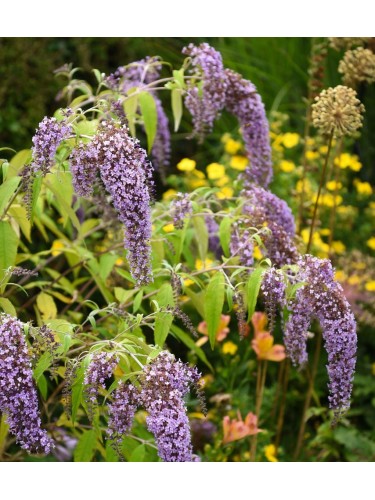 Buddleia davidii Wisteria...