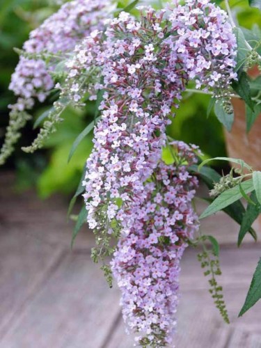 Buddleia davidii Wisteria...