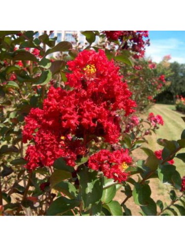 Lagerstroemia indica pianta...