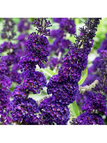 Buddleia davidii Candy...