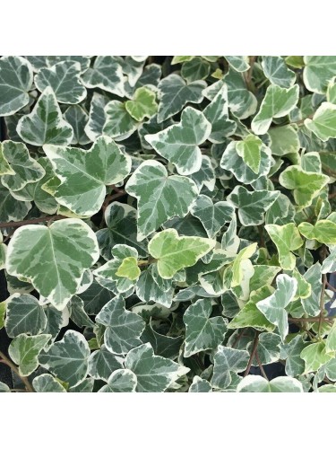 Edera variegata "Hedera...