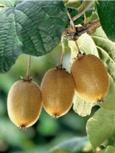 Kiwi "Actinidia chinensis"...