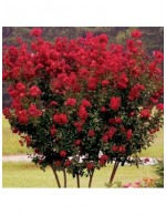 Lagerstroemia indica rossa...