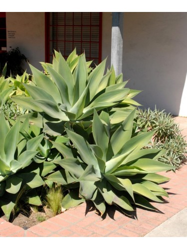 Agave "Agave attenuata"...