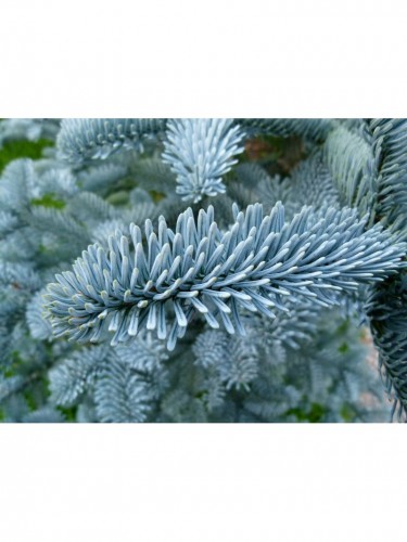 Abete nobile blu "Abies...