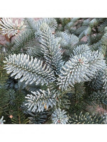 Abete nobile blu "Abies...