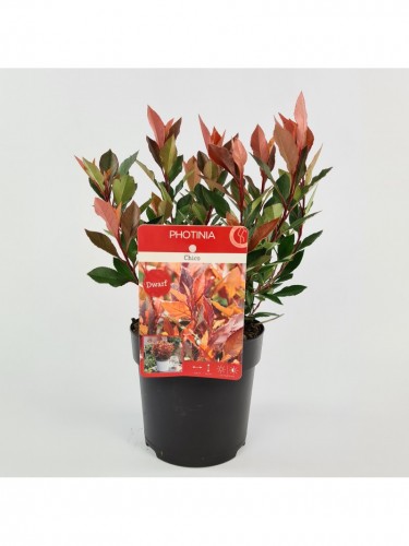 Photinia x fraseri "Chico"...