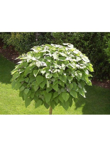 Catalpa bignonioides...