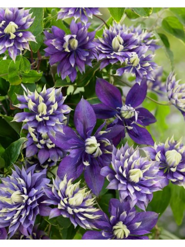 Clematide "Clematis Taiga"...