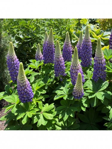 Lupino Fogliuto "Lupinus...