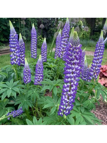 Lupino Fogliuto "Lupinus...