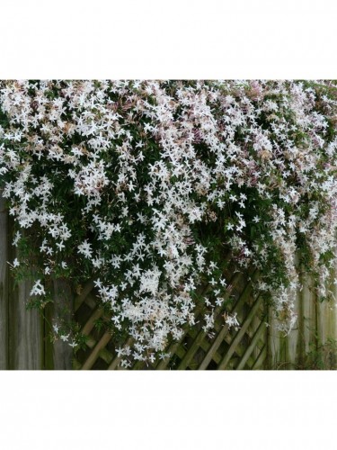 Gelsomino bianco "Jasminum...