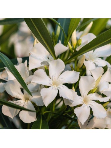 Oleandro "Nerium Oleander"...