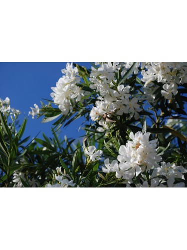 Oleandro "Nerium Oleander"...