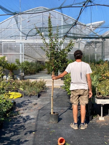 Lagerstroemia indica pianta...