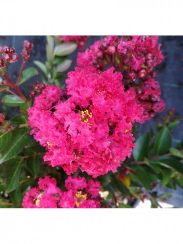 Lagerstroemia indica pianta...