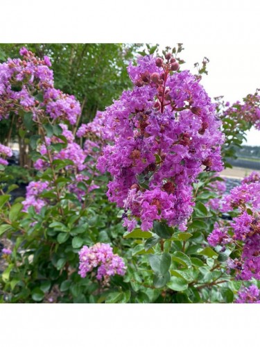 Lagerstroemia indica viola...