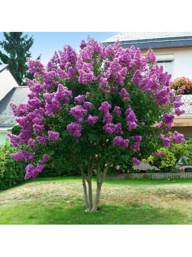 Lagerstroemia indica viola...