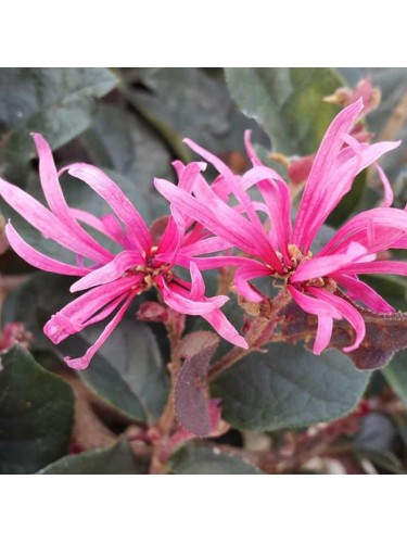 Loropetalum chinense 3...