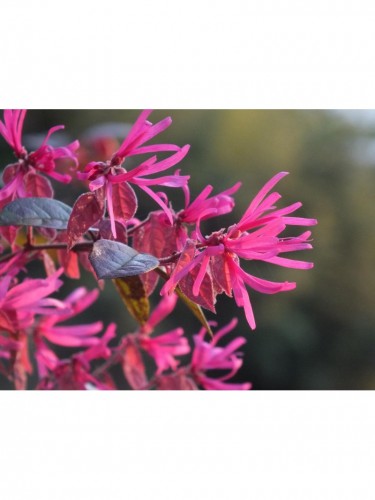 Loropetalum chinense 3...